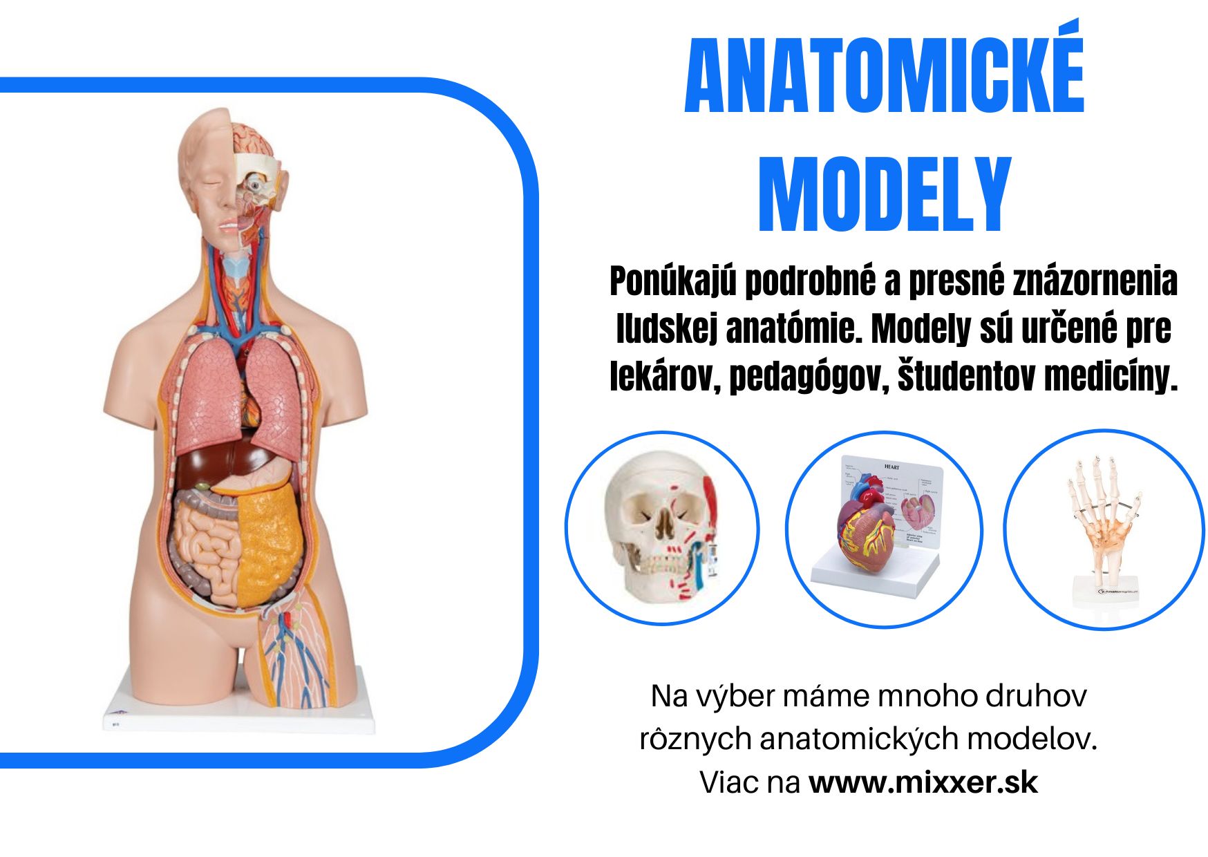 anatomické modely 99.jpg
